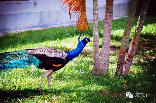 海南的海岛旅游南湾猴岛,推荐一个好地方南湾猴岛