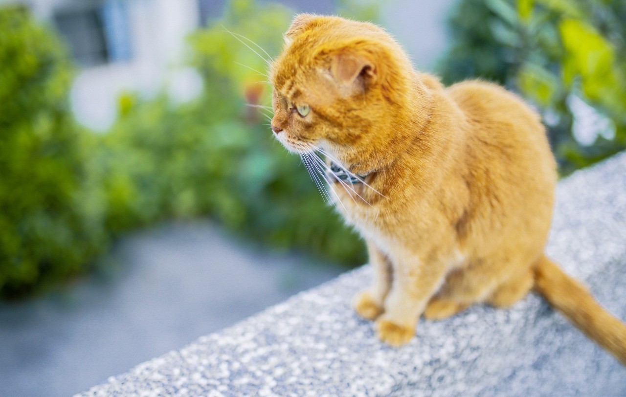在中国最值得去的城市,中国哪里能媲美阿尔卑斯山