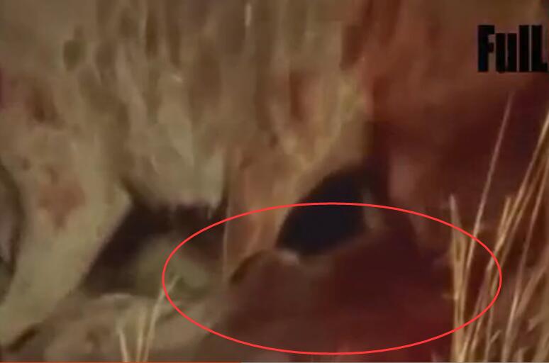 鬣狗吃小象的真实视频,鬣狗吃掉小象