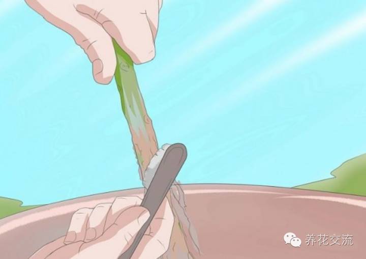 压条法繁殖植物,用压条繁殖的植物