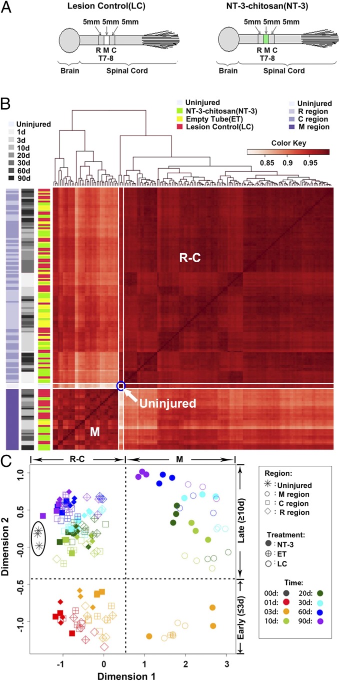 神经再生研究新突破,神经再生研究成果视频