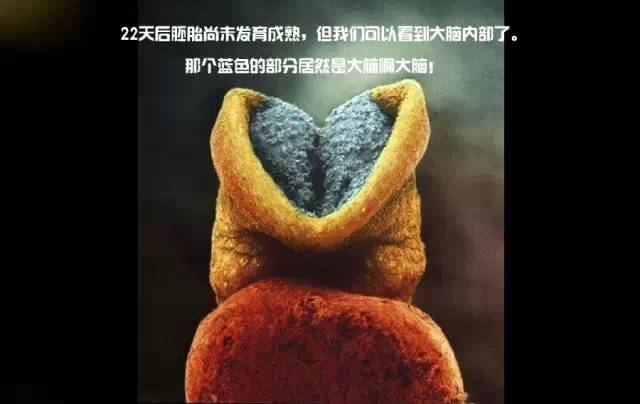 造人计划之前必须要做的几件事,造人是个很辛苦的事情