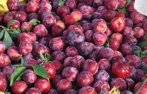 烟台常吃的水果有哪些,六月底七月初烟台的水果