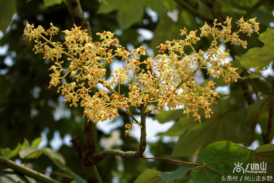 杩欐墠鏄湡姝g殑鍑ゅ嚢灞曠繀,杩欐墠鏄嚖鍑拌鏈夌殑鏍峰瓙
