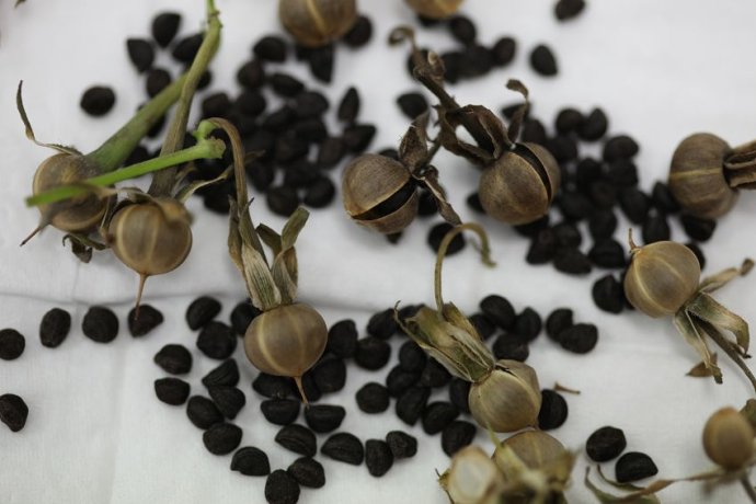 牵牛花的种子入药有什么效果,牵牛花的药物作用