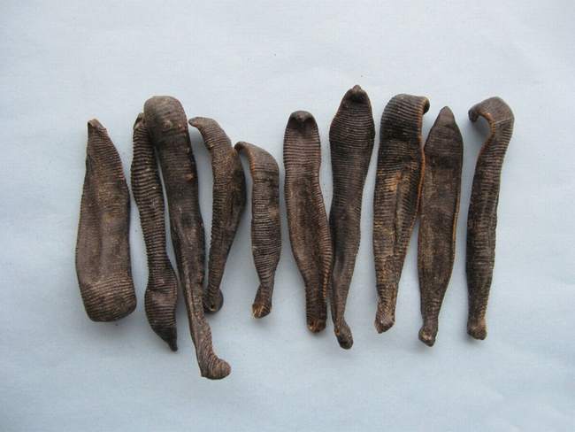 它,生为“吸血虫”,死为名医眼中的“宝”!