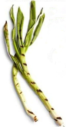 美式碳烤教程,正宗日式碳烤