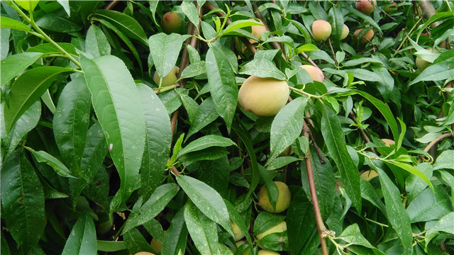 孕妇摘果子迷信说法,怀孕可以摘树上的果子