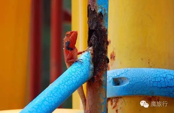 海南的海岛旅游南湾猴岛,推荐一个好地方南湾猴岛