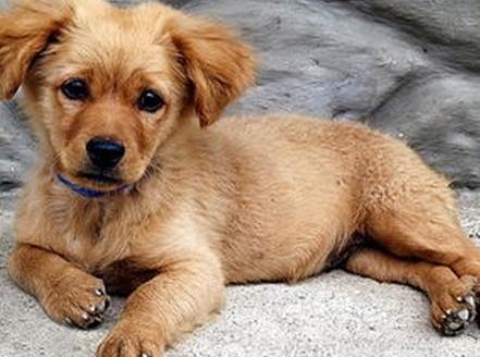 狗狗皮肤长红斑脱毛怎么处理,狗狗突然严重脱毛有红斑