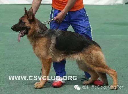 干将犬舍：魔力兹后代and皮诺后代