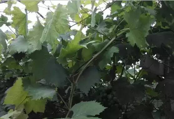 一篇文章搞懂勃艮第葡萄酒分级,葡萄日灼的原因及治疗方法