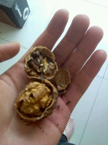 六个核桃怎么才能快速打开,没有核桃夹子怎么打开核桃