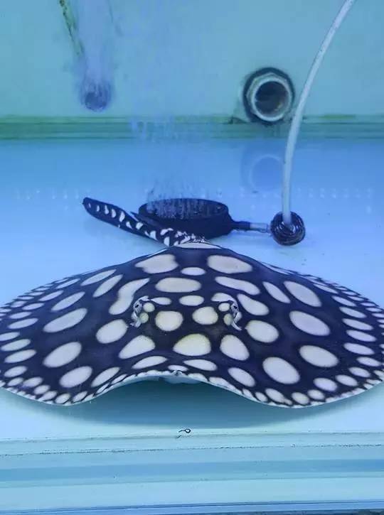 养魟人易犯!须忌六点!