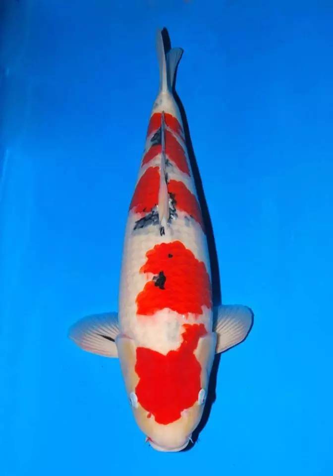 锦鲤养殖方法小视频,锦鲤的养殖方法和注意事项大全