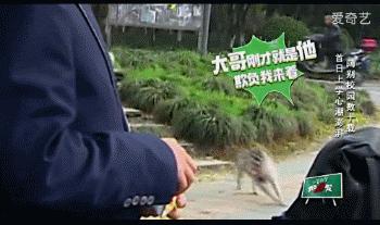 骄傲王源tfboys演唱会,鹿晗大张伟潘玮柏ella