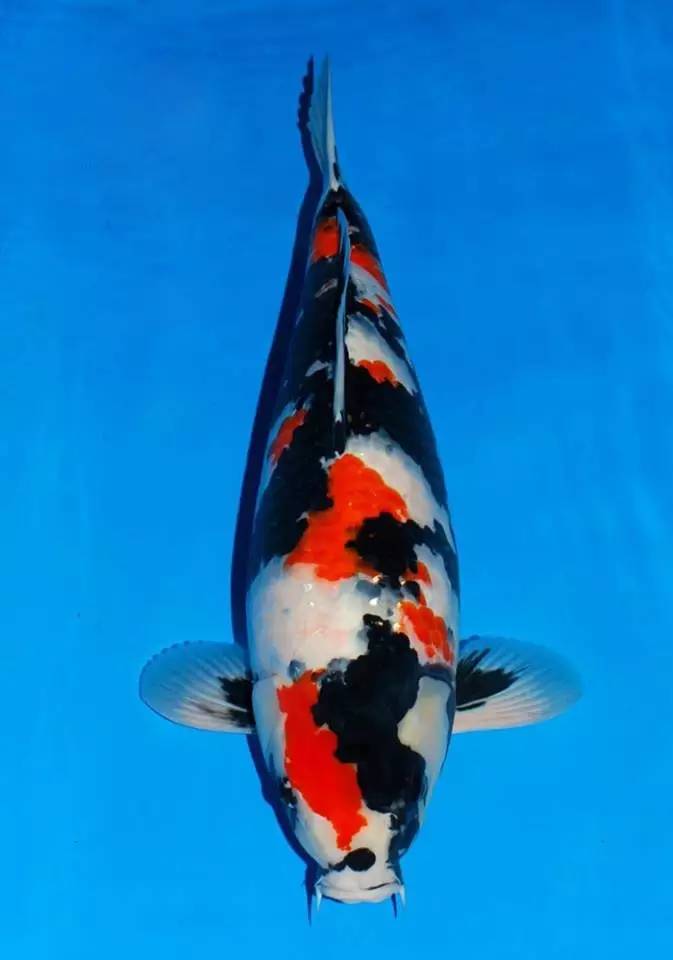 锦鲤养殖方法小视频,锦鲤的养殖方法和注意事项大全