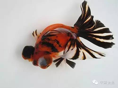 龙眼金鱼和蝶尾金鱼有什么区别,大尾金鱼品种图谱大全