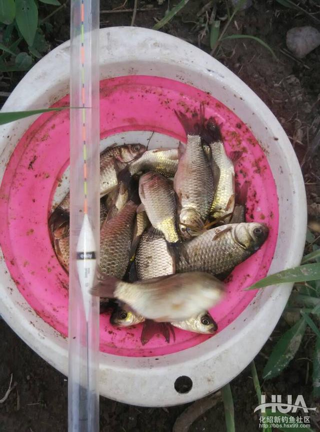 一味浮漂和小凤仙浮漂哪家的好,一味浮漂多少钱一个