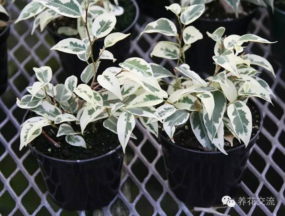 家庭的所有榕树盆栽,家庭养的榕树有什么品种