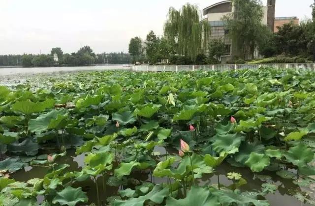 后湖十年前后的变化,武汉后湖这个区域咋样