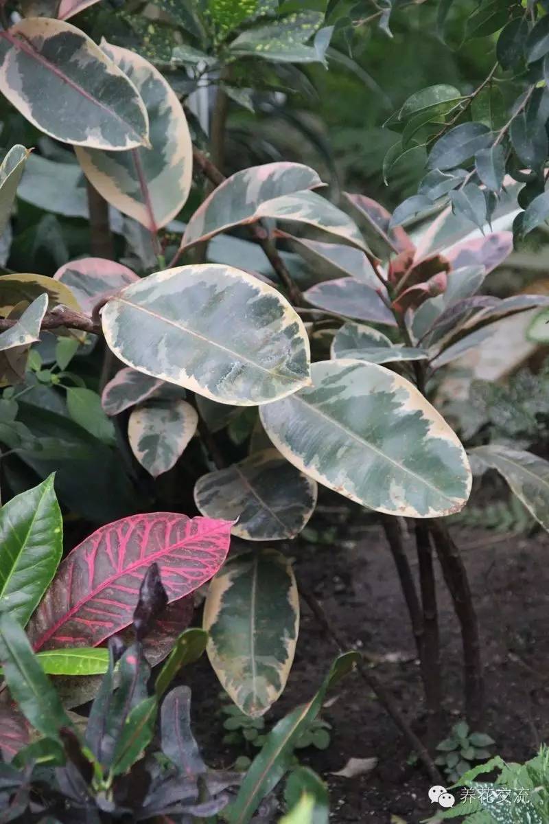 家庭的所有榕树盆栽,家庭养的榕树有什么品种