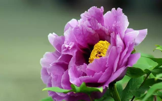 各国的国花及象征的寓意,全国各国的国花以及花语