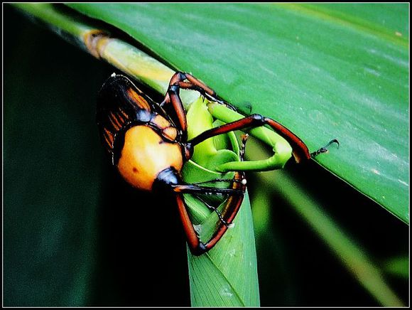 极品美味，就差瞟一眼，么么哒