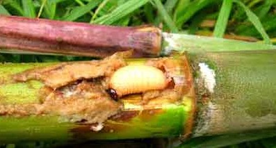 极品美味，就差瞟一眼，么么哒