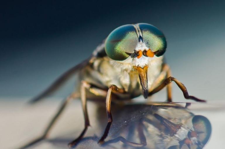 牛虻人畜皆害的吸血虫,牛虻吸血虫