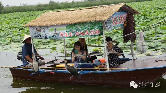 周口淮阳区龙湖赏荷,淮阳赏荷旅游开幕时间