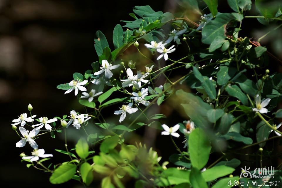 开满山野的它有“藤本花卉皇后”之称,可治虫蛇咬伤!