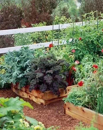 一米菜园风靡全球,一米菜园经营模式怎么样