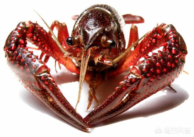 河塘养殖小龙虾技术要求视频,小龙虾养殖技术一亩地收益