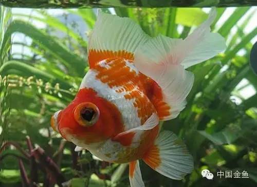 龙眼金鱼和蝶尾金鱼有什么区别,大尾金鱼品种图谱大全