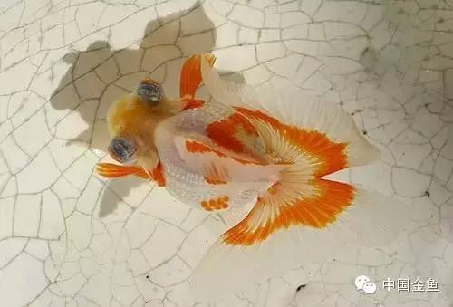 龙眼金鱼和蝶尾金鱼有什么区别,大尾金鱼品种图谱大全