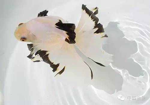 龙眼金鱼和蝶尾金鱼有什么区别,大尾金鱼品种图谱大全