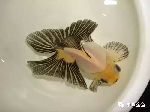 龙眼金鱼和蝶尾金鱼有什么区别,大尾金鱼品种图谱大全