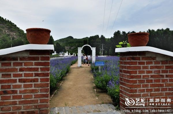 紫海香堤香草艺术庄园特色,紫海香堤香草艺术庄园怎么样
