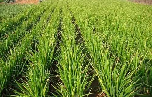 大葱栽培技术视频播放,大葱栽培技术规程