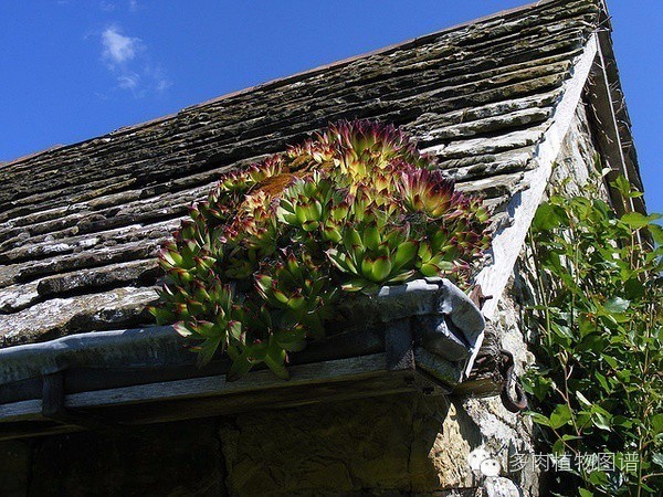 韩国精美多肉,欧美风多肉