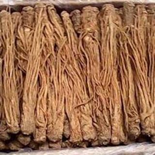 当归活血效果明显吗,当归能活血化瘀通经活络吗