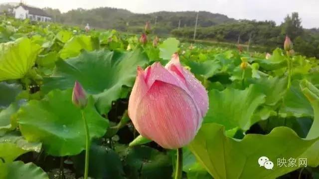 河南赏荷花旅游好去处,河南最美荷花是哪里的景点