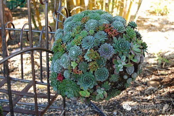 韩国精美多肉,欧美风多肉