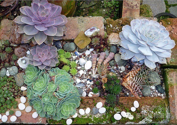 韩国精美多肉,欧美风多肉