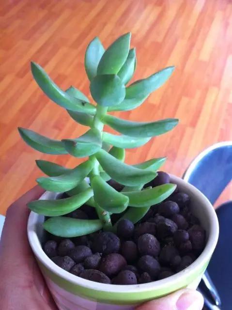 多肉长残了怎么补救,荔湾区多肉