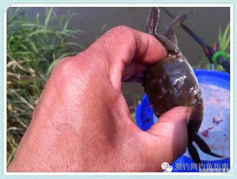 周日垂钓,洋河钓鲫鱼