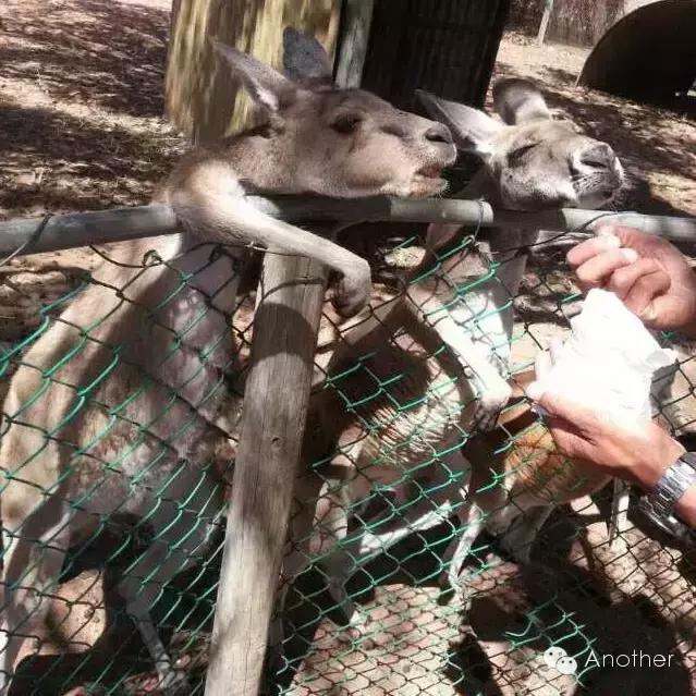 在澳洲租房车贵吗,租房车在澳洲