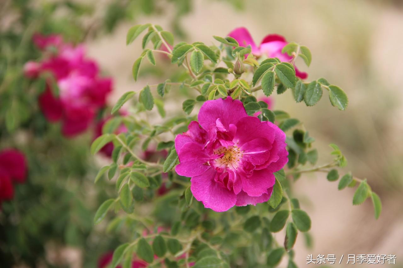 月季玫瑰蔷薇芍药牡丹的区别,蔷薇月季玫瑰区别是什么