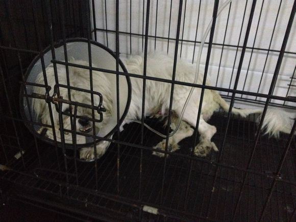 拯救狗狗不被蜜蜂蜇,拯救狗狗原版